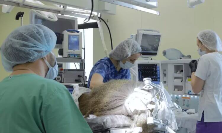 neuroimplant_vision_image_one-750x450.jpg
